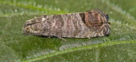 Cydia pomonella - codling moth - adult