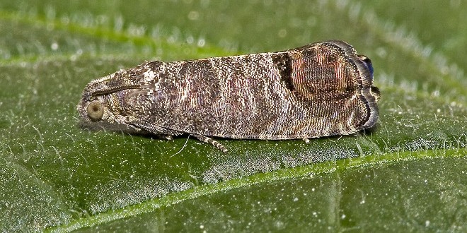 Cydia pomonella - codling moth - adult