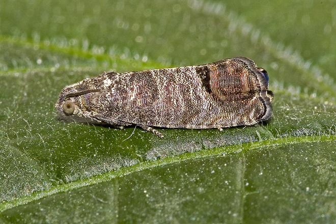 Cydia pomonella - codling moth - adult