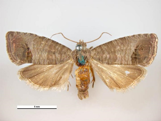 Cydia pomonella - codling moth - female