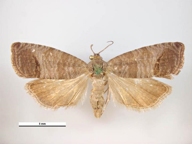 Cydia pomonella - codling moth -  male