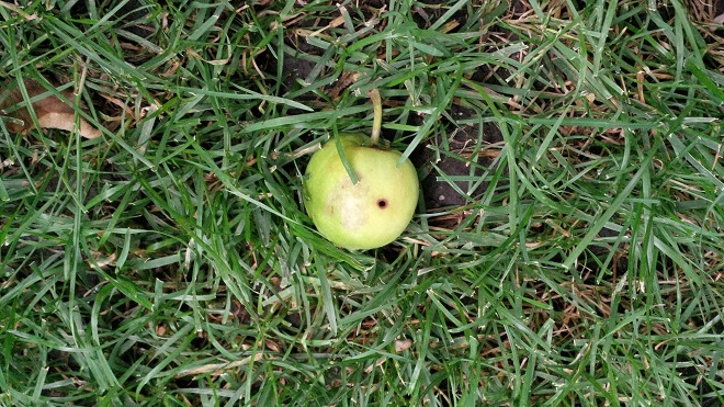 Apple Fallen With A Hole