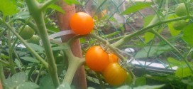 Cherry Tomato in My Backyard. Picture taken with a BB Z10.