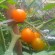 Cherry Tomato in My Backyard. Picture taken with a BB Z10.