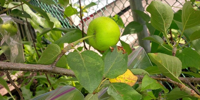 codling moth larva on apple tree leaf