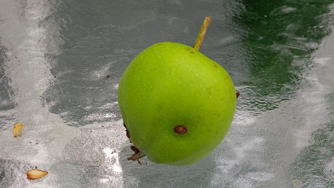Codling Moth Larva On Apple Tree Leaf - The Apple - Other Side