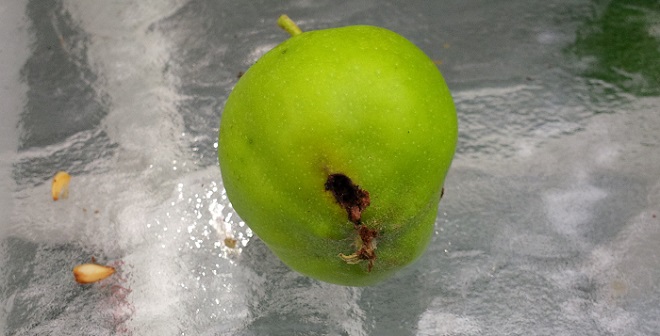 Codling Moth Larva On Apple Tree Leaf -The Apple