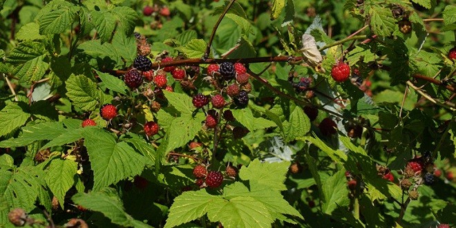 Berries