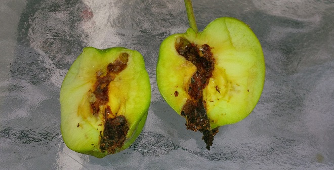 what caused this apple to look so ugly - cut