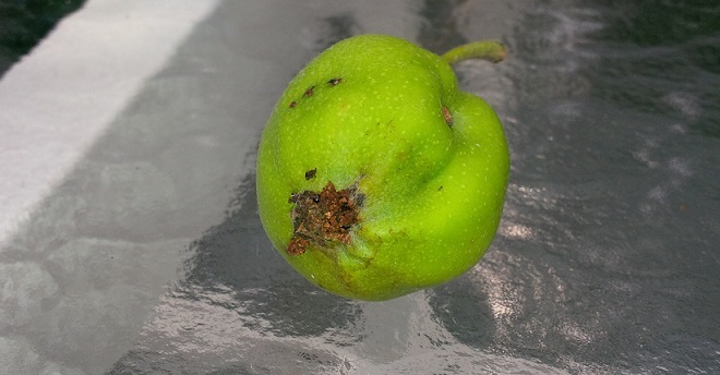 what caused this apple to look so ugly