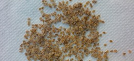 Cherry Tomato Seeds Dry On Paper Towel